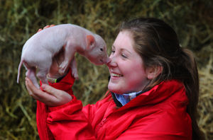 Getting to know one of the newly born piglets, livestock manager Charlotte Male, at Lower Drayton Farm, Penkridge