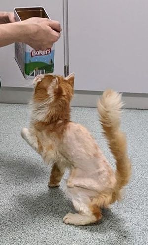 Danisha Irving admitted to neglecting her cat, Prince