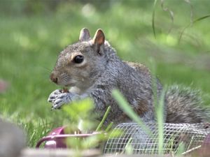 Supporting image for story: Householders left without power after curious squirrel explores electrical box