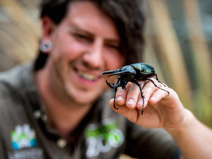 Supporting image for story: Pictures: Scott stars with Telford zoo's giant beetle on Blue Peter