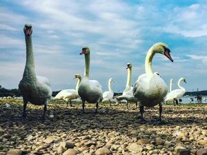 Supporting image for story: Lead poisoning fear over swans and Chasewater