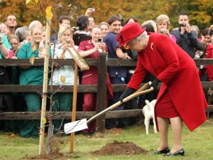 Supporting image for story: Star comment: Plant a tree in memory of the Queen