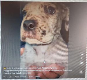 'Bullet the Designer Protection Dog’