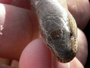 Supporting image for story: Slow worms scupper housing plan
