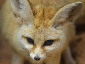 Supporting image for story: Foxy lady! Animal centre's latest addition turns heads