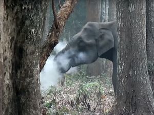 Supporting image for story: This elephant caught ‘smoking’ in the woods is the wildest thing you’ll see today