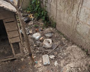 Mya was left with untreated injuries in Birmingham following a dog fight