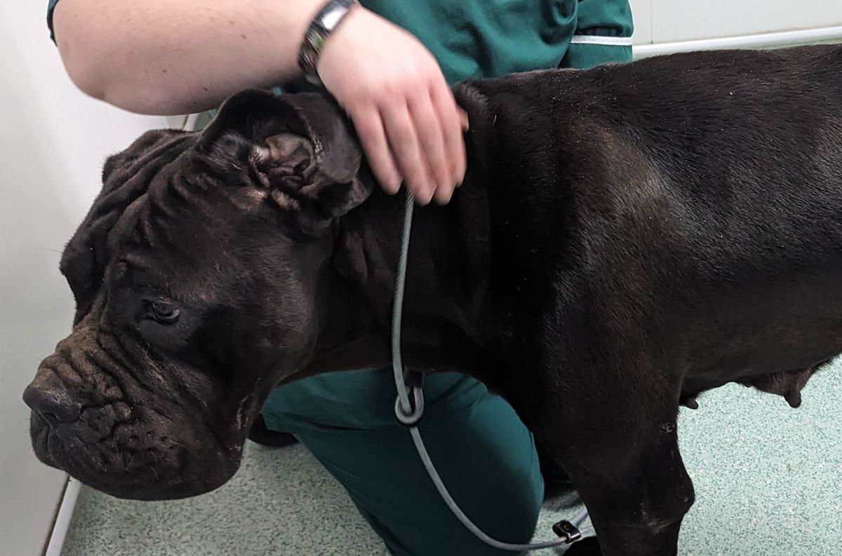Birmingham dog owner banned from keeping animals after leaving his pet with untreated injuries sustained during a fight