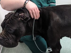 Supporting image for story: Birmingham dog owner banned from keeping animals after leaving his pet with untreated injuries sustained during a fight