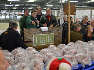 Supporting image for story: 'Nicely presented birds' at Christmas turkey auction