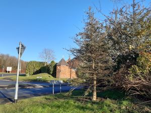 Supporting image for story: Costly Telford Christmas tree deaths put down to lack of watering