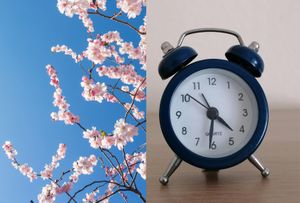 A stock image of blossom and another stock image of an alarm clock.