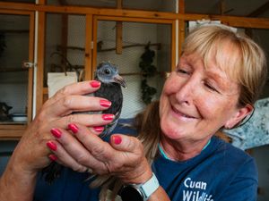 Supporting image for story: Shropshire wildlife rescue centre issues urgent appeal for food as supplies 'extremely low'