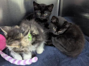 Supporting image for story: Appeal: RSPCA asking for information after a mother cat and five kittens found abandoned in the West Midlands