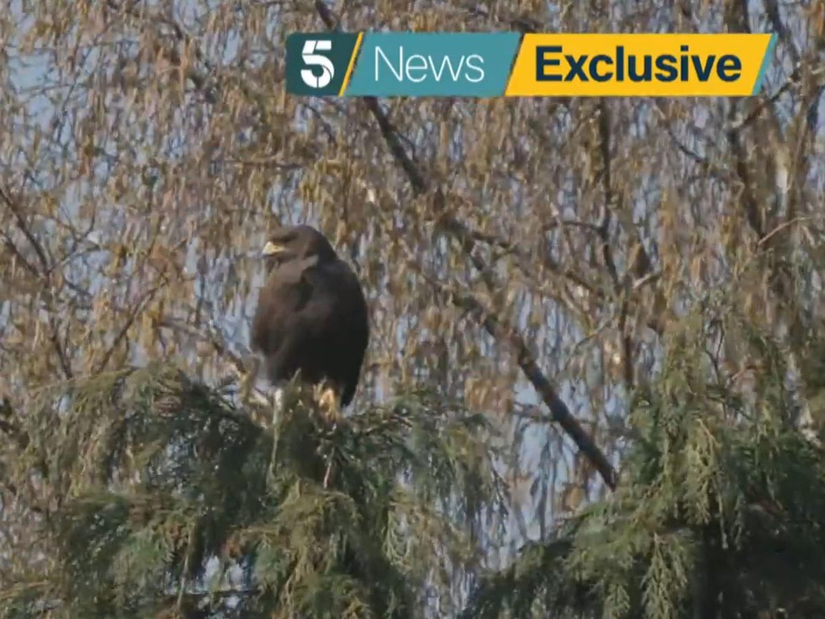 Hawk that terrorised village was ‘hormonal’, says falconer