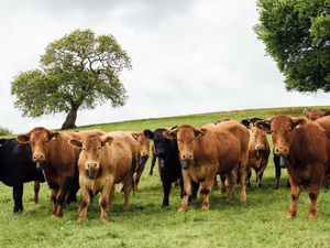 Supporting image for story: Norwegian agricultural pioneers make base in Newport