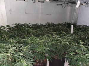 Supporting image for story: Nearly 100 cannabis plants seized after police raid in Birmingham