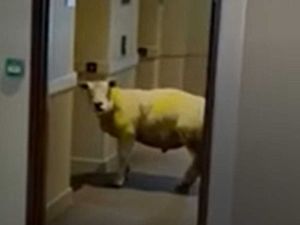 Supporting image for story