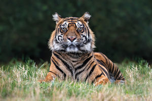 The lodges will offer an overnight stay with the Sumatran tigers