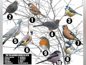 Supporting image for story: Great British Birdwatch: Watch the birdie as big survey returns