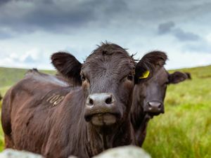 Supporting image for story: Shropshire farmer banned from keeping animals for five years after farm found in 'unsuitable' state