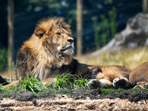 Supporting image for story: Safari park offers educational fun with half price tickets on teacher strike days