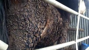 The state in which the ponies were found after their owner died