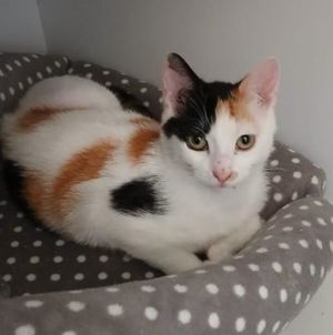 Maisy