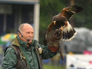 Falconry display at Staffordshire County Show