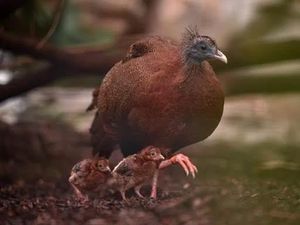 Supporting image for story: Rare pheasant chicks born at Chester Zoo