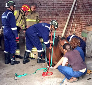 Crews rescue the horse. Photo: @SFRSWellington