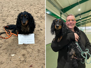 Supporting image for story: 'My dog thinks the world is going to Crufts to see him': Tipton woman's beloved dachshund Ignatius aims to be the star of the show