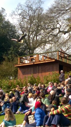 The falconry display saw some of the world's most impressive birds take flight