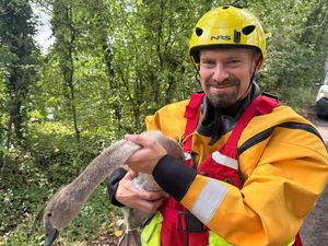 Supporting image for story: Cygnet rescued by firefighters after getting stuck in fishing wire at Telford pool