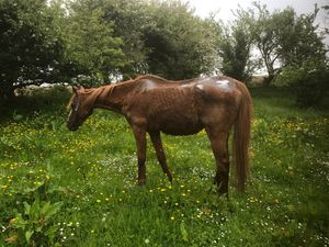 Supporting image for story: Abandoned and emaciated horse settling into new Shropshire home after rescue
