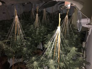 Hundreds of plants were found by police