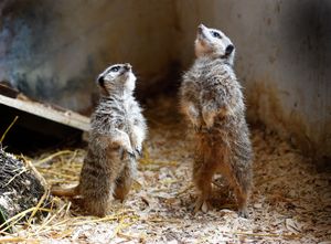 Meerkats Sybil and Derry at Gentleshaw Wildlife Centre