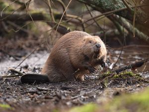 Supporting image for story: UK risks missing 2030 nature target by a ‘country mile’, green groups warn