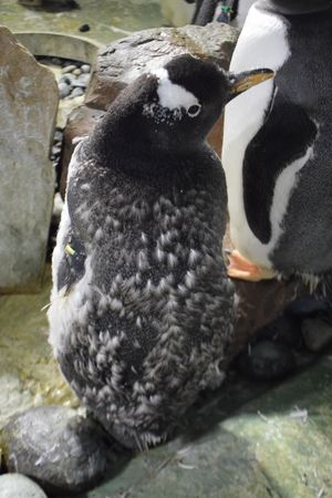 Supporting image for story