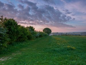 A hedgerow and tree at sunrise in the English countryside (Alamy/PA)