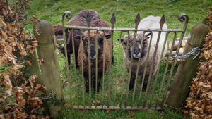 The three Ryland sheep are currently at home in Jon's back garden