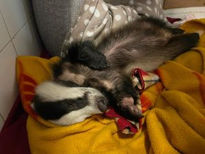 Supporting image for story: Shropshire wildlife charity's £10,000 appeal for new pens to look after badgers