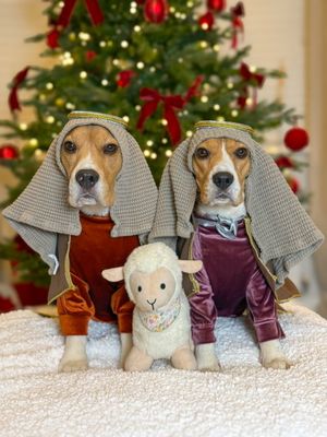 Henry and Hannah are Shepherds from the Midlands. 