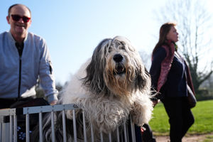 Miro, a Polish Lowland Sheepdog arriving on the first day of the Crufts Dog Show at the National Exhibition Centre (NEC) in Birmingham. Picture date: Thursday March 5, 2026. PA Photo. Photo credit should read: Jacob King/PA Wire