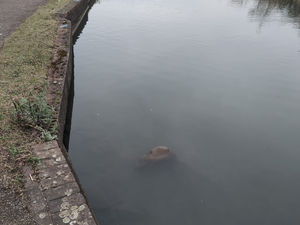 The body of the dog was discovered in a stretch of canal in Wolverhampton on Saturday.