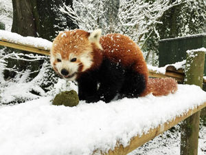 Supporting image for story: Snow fun for some: White stuff divides opinion at Dudley Zoo - in pictures