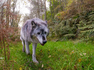 Supporting image for story: Shropshire wolf sanctuary gets go-ahead to expand
