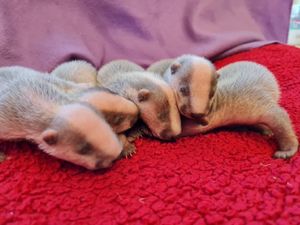 Some of the badgers being looked after last year