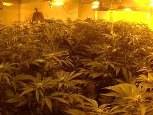 Supporting image for story: Seven charged and 6,500 cannabis plants seized in major three-month crackdown by police