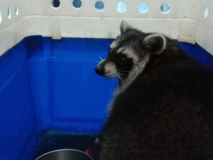 Image of a missing raccoon sat inside a veterinary cage after being found
